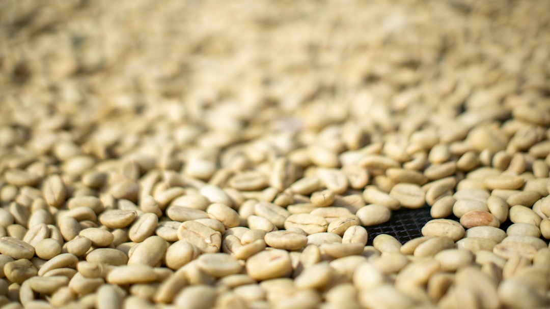 A close up of a bunch of beans