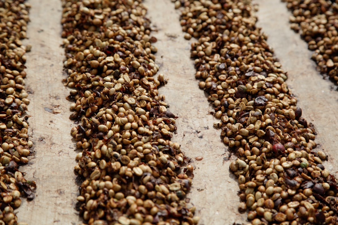 Coffee beans are drying in neat rows.