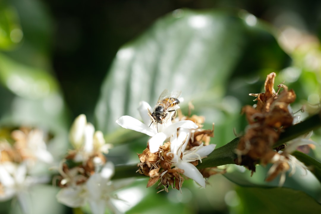 Sensory #1 Floral - Honey
