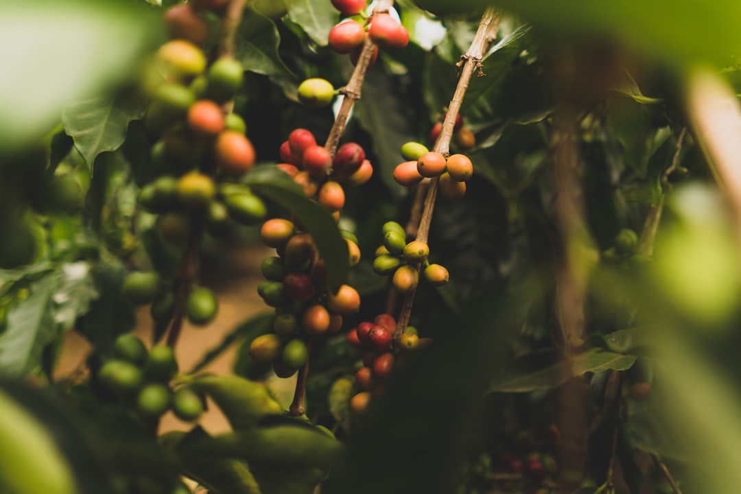 Round green and red berries